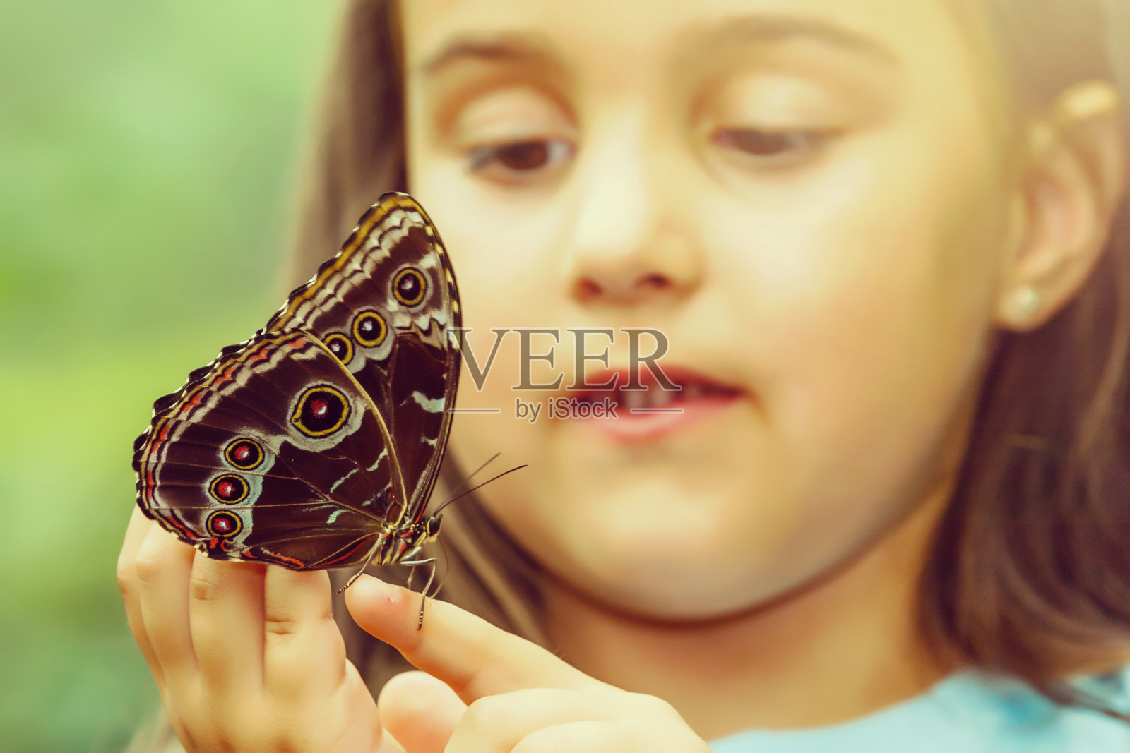 蝴蝶手握丛林的自然之美照片摄影图片