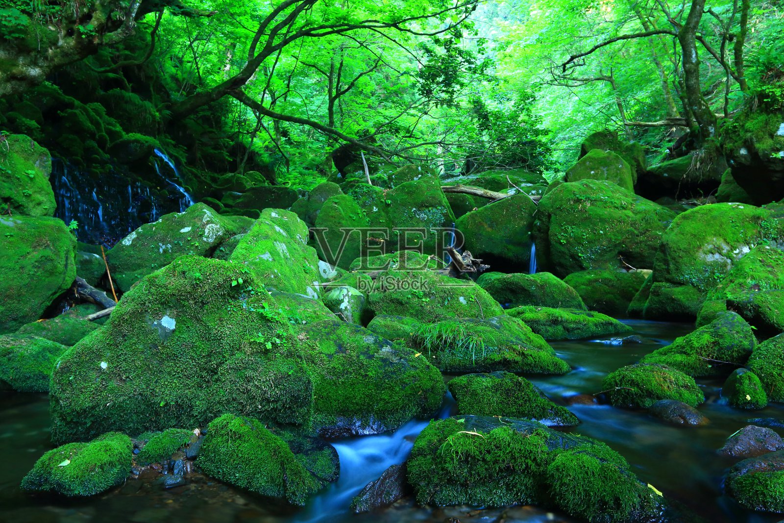 森林和山溪照片摄影图片