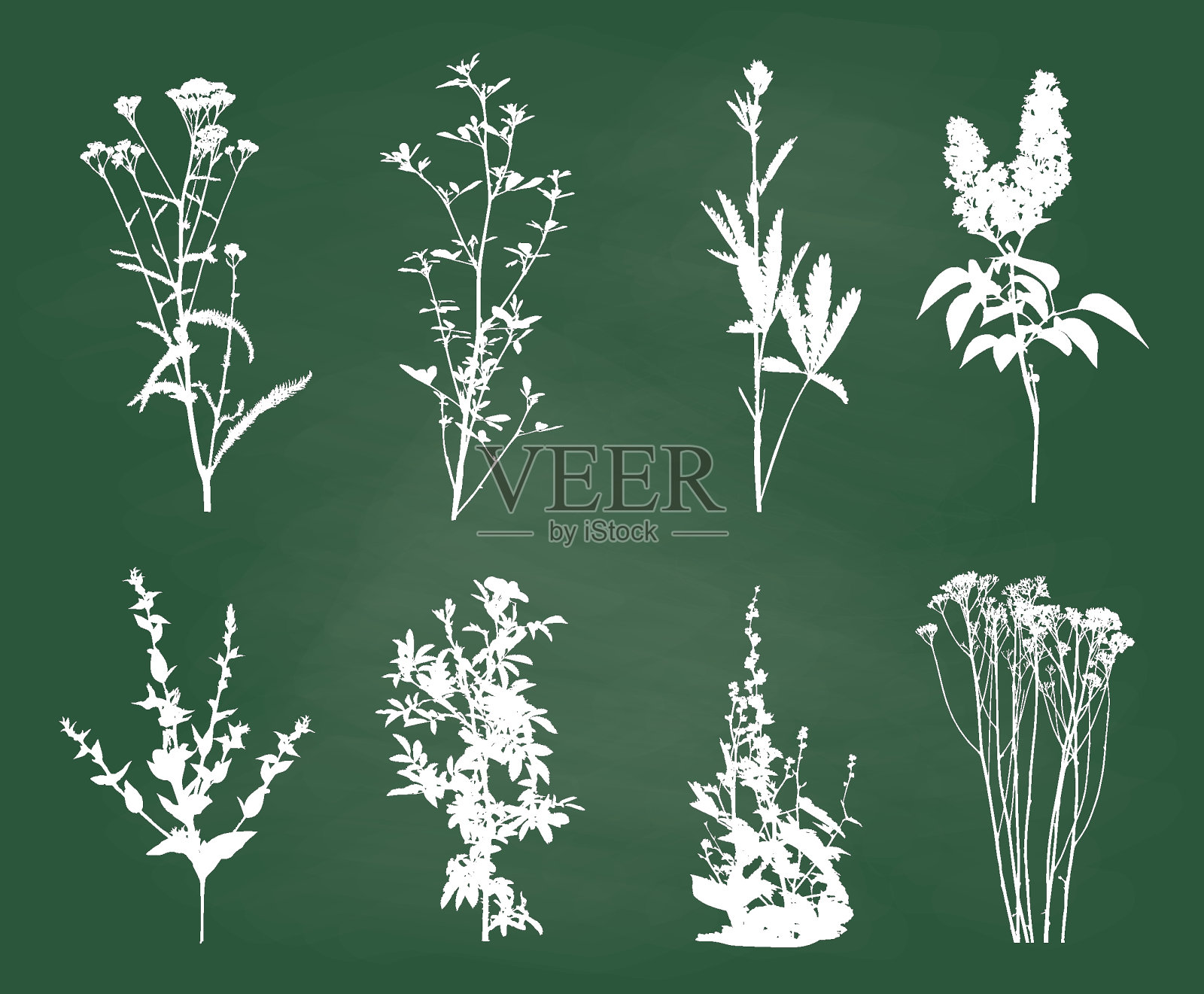 野花和杂草粉笔素描插画图片素材