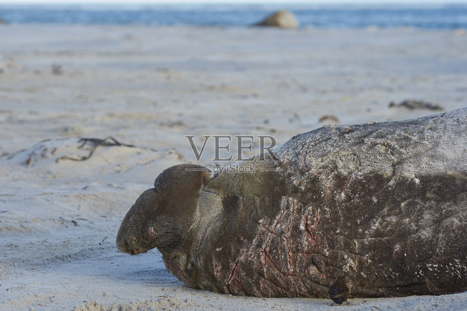 雄性南海象照片摄影图片