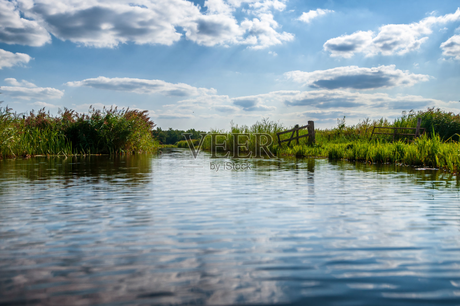 芦苇地和水道之间的草地荷兰圩田自然荷兰农业景观照片摄影图片
