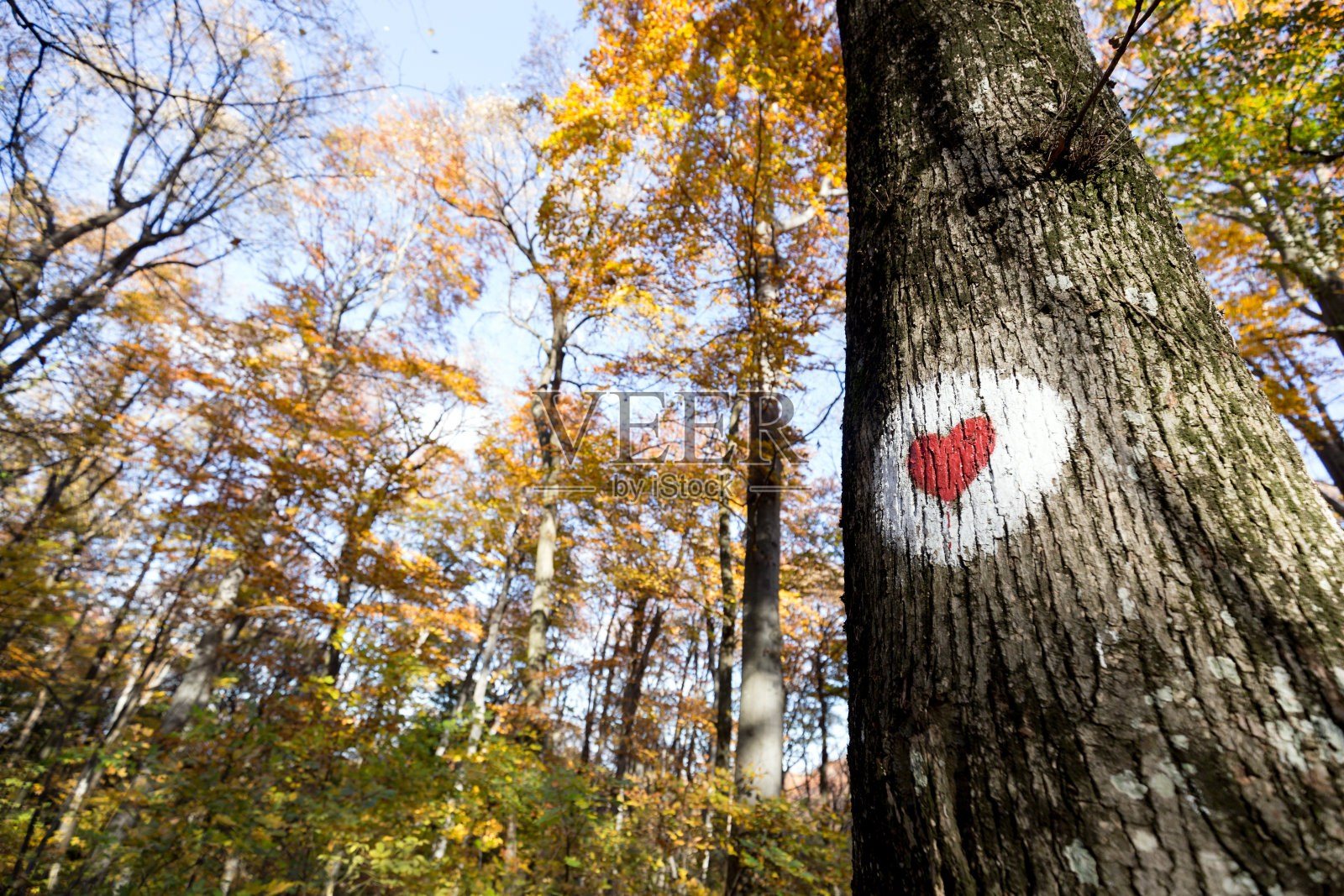 森林里的树上画着红心照片摄影图片
