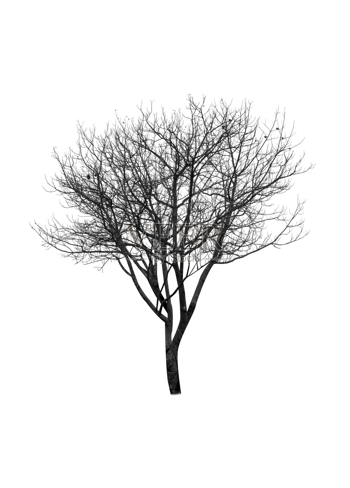 干树作季节性装饰照片摄影图片