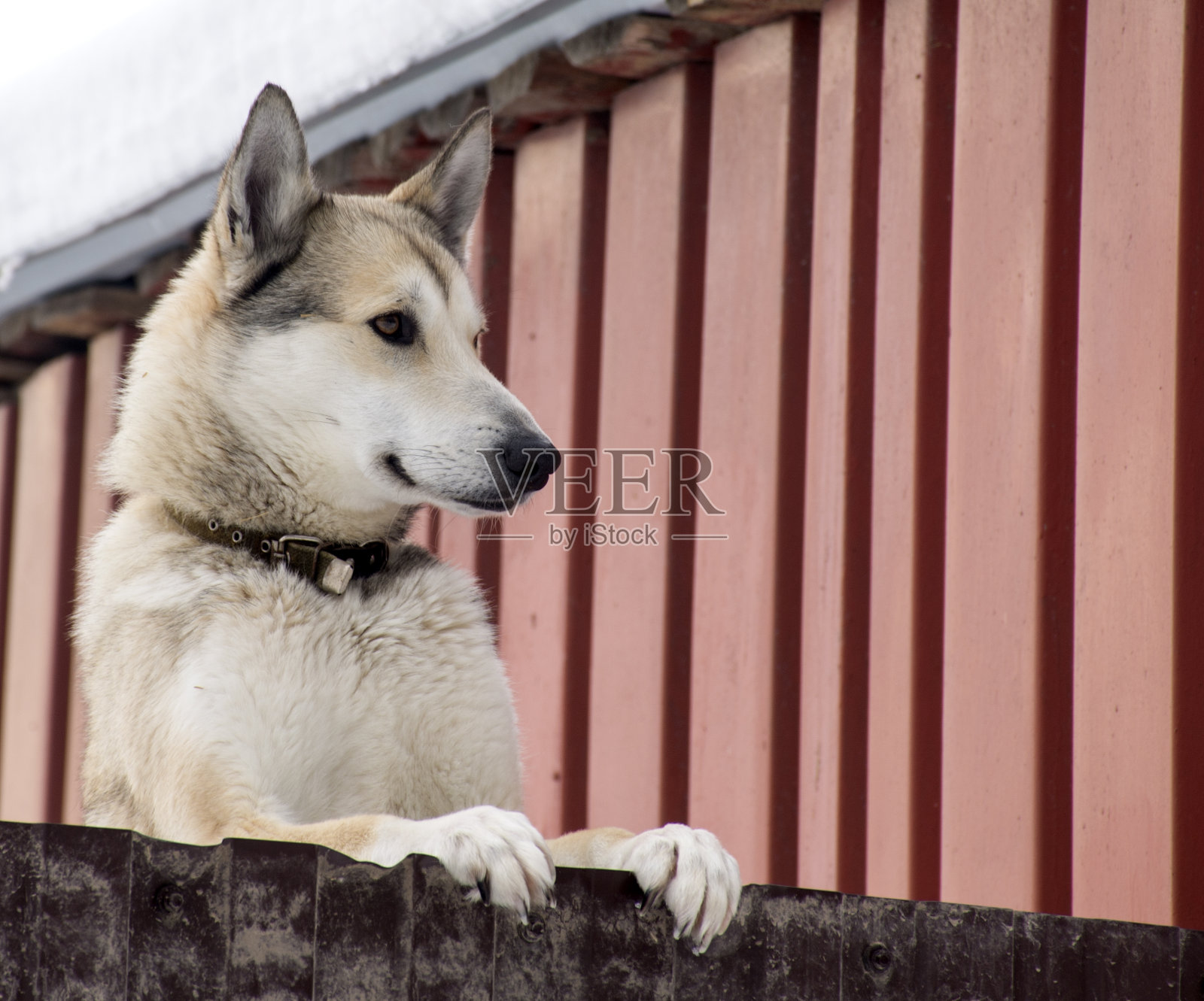 狗看家，看门。狗看守着房子。照片摄影图片