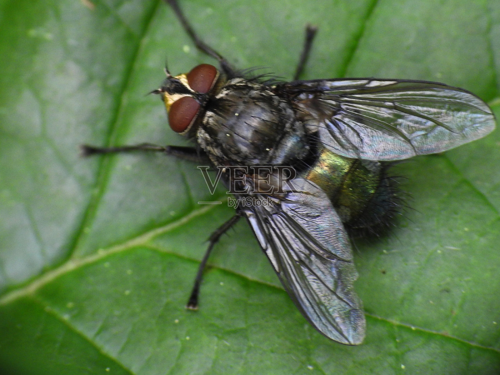Calliphora蚂蚁体内照片摄影图片