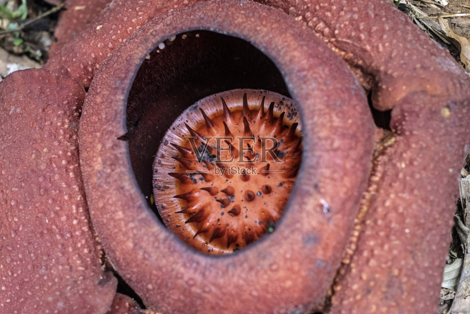 马来西亚盛开的Rafflesia植物特写照片摄影图片