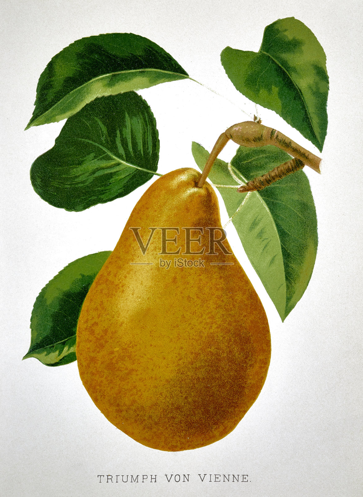 白底上有绿叶的梨子插画图片素材