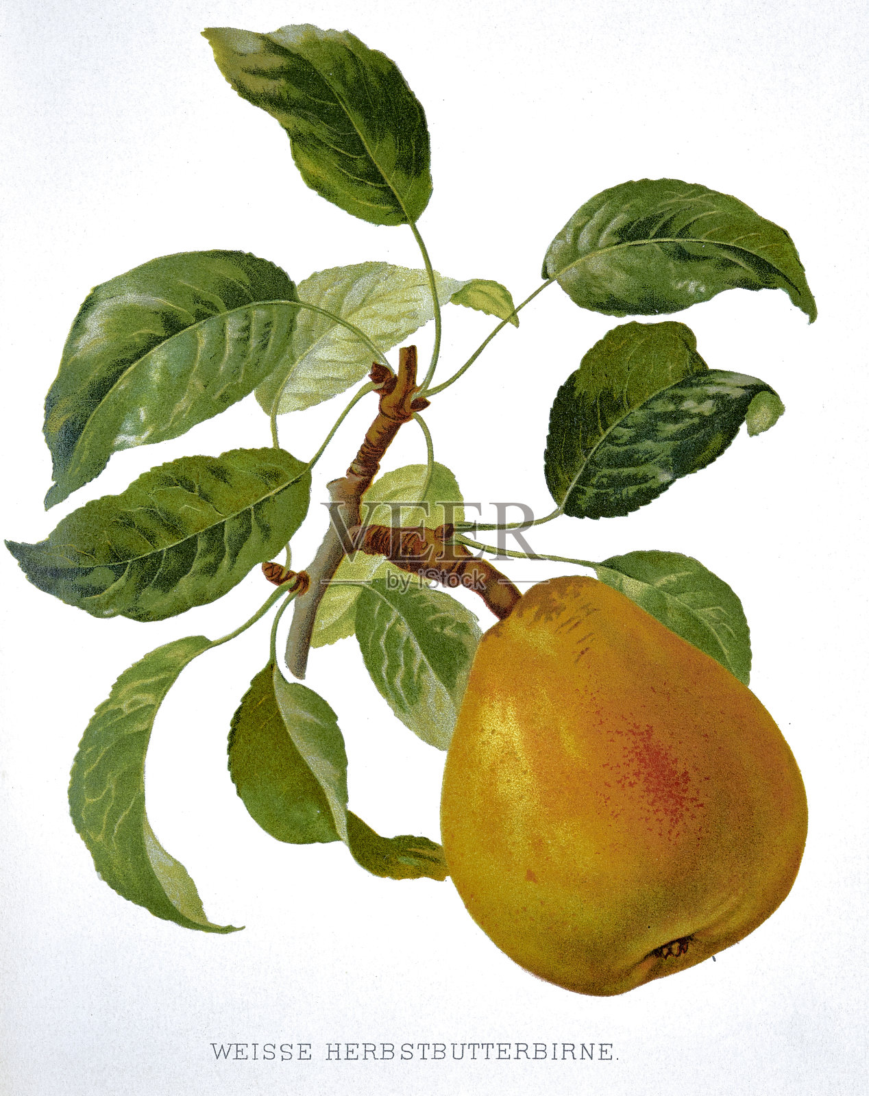 白底上有绿叶的梨子插画图片素材