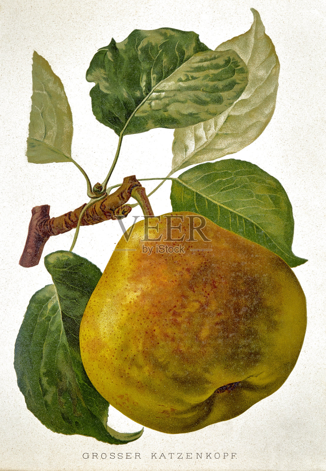 白底上有绿叶的梨子插画图片素材