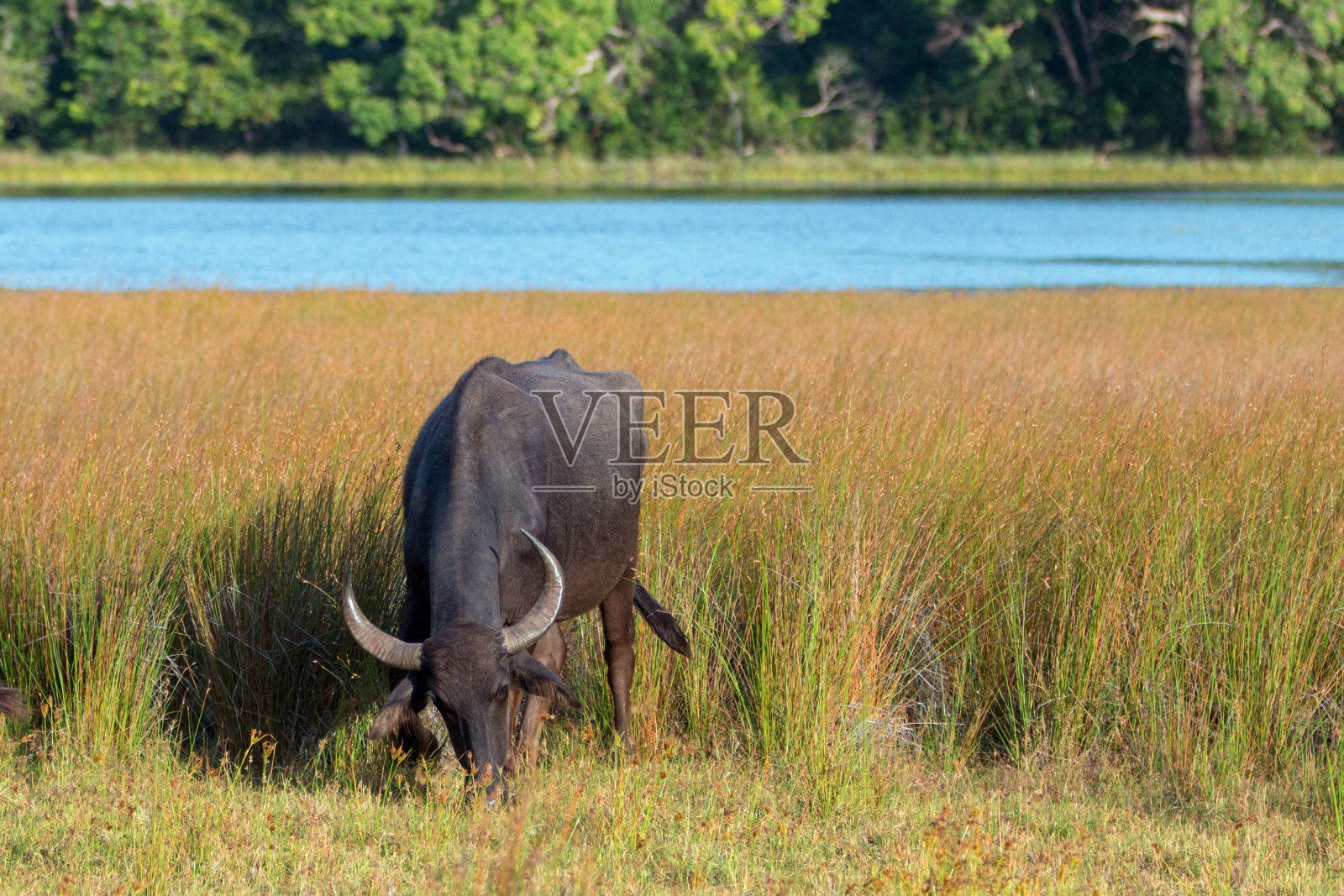 在斯里兰卡亚洲的威尔帕图国家公园，水牛在早晨的阳光下吃草照片摄影图片