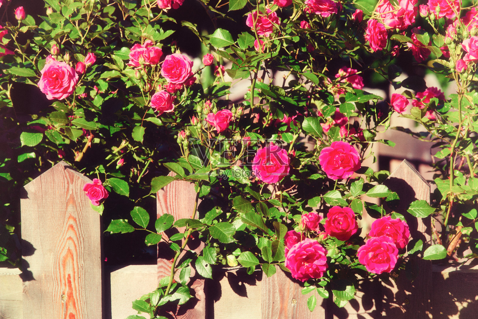 一丛粉红色的玫瑰，夏日的花背景照片摄影图片