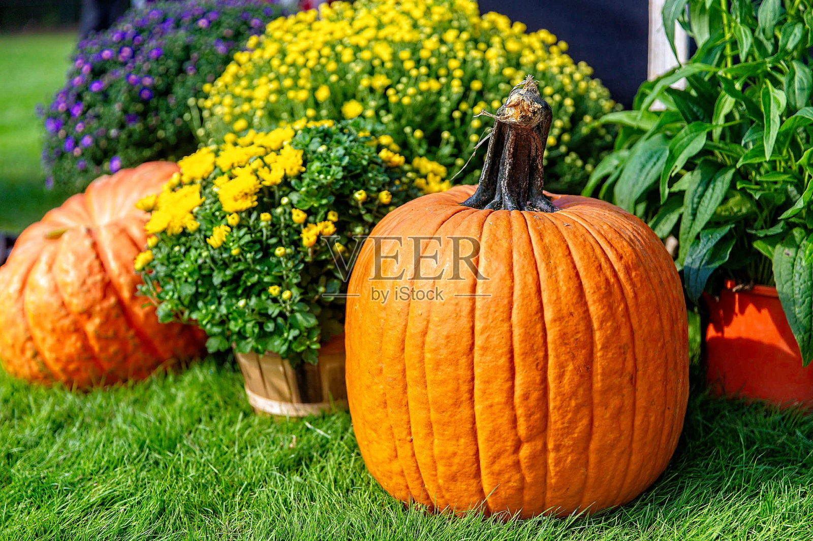 橙色的南瓜和菊花在花园里照片摄影图片