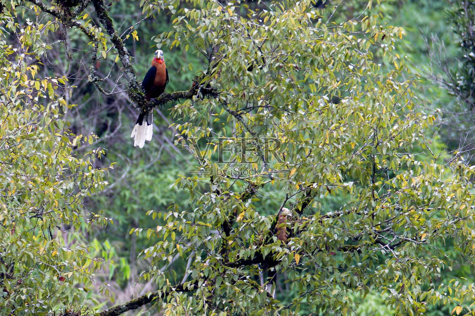 犀鸟:成年雄性红颈犀鸟照片摄影图片