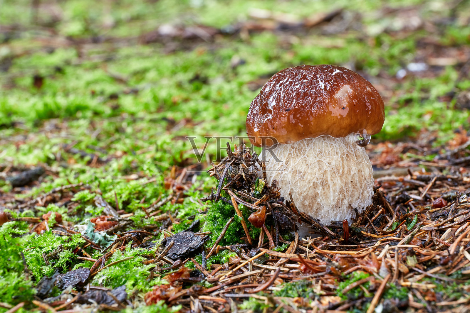 牛肝菌属菌类可食的。自然环境中的真菌。照片摄影图片