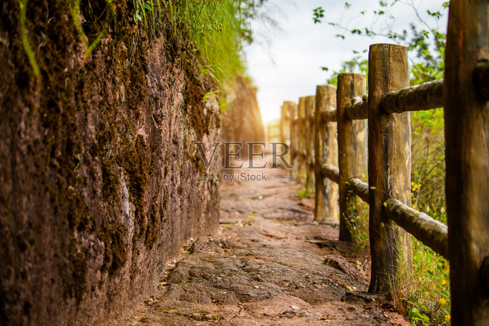 花很长时间的差距照片摄影图片