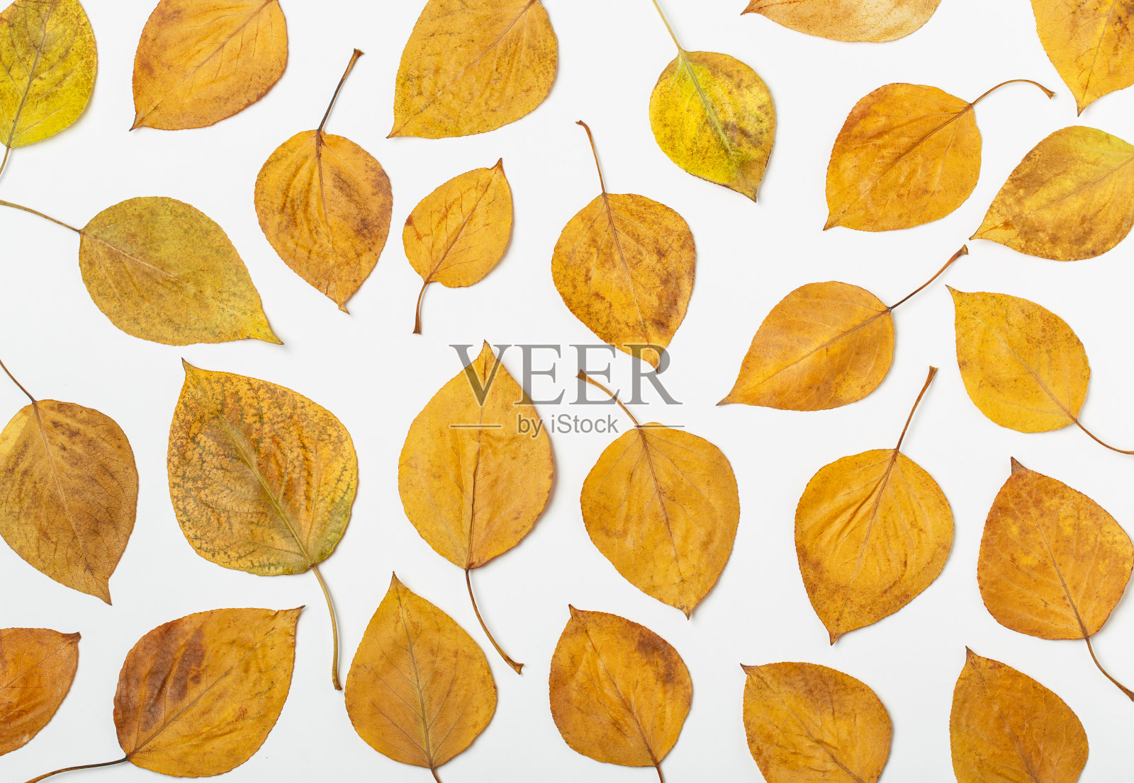 秋叶孤立在白色的背景上。秋叶背景。秋天的成分。框架由秋叶做成的白色照片摄影图片