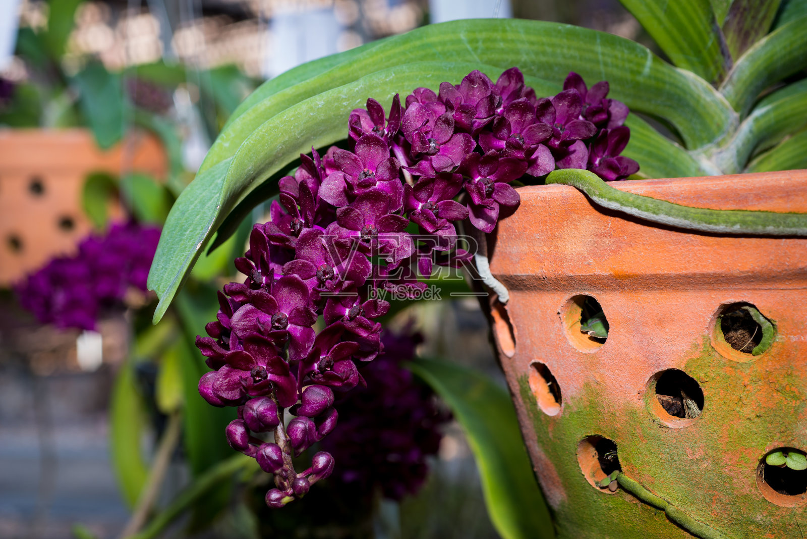 花园里美丽的兰花照片摄影图片