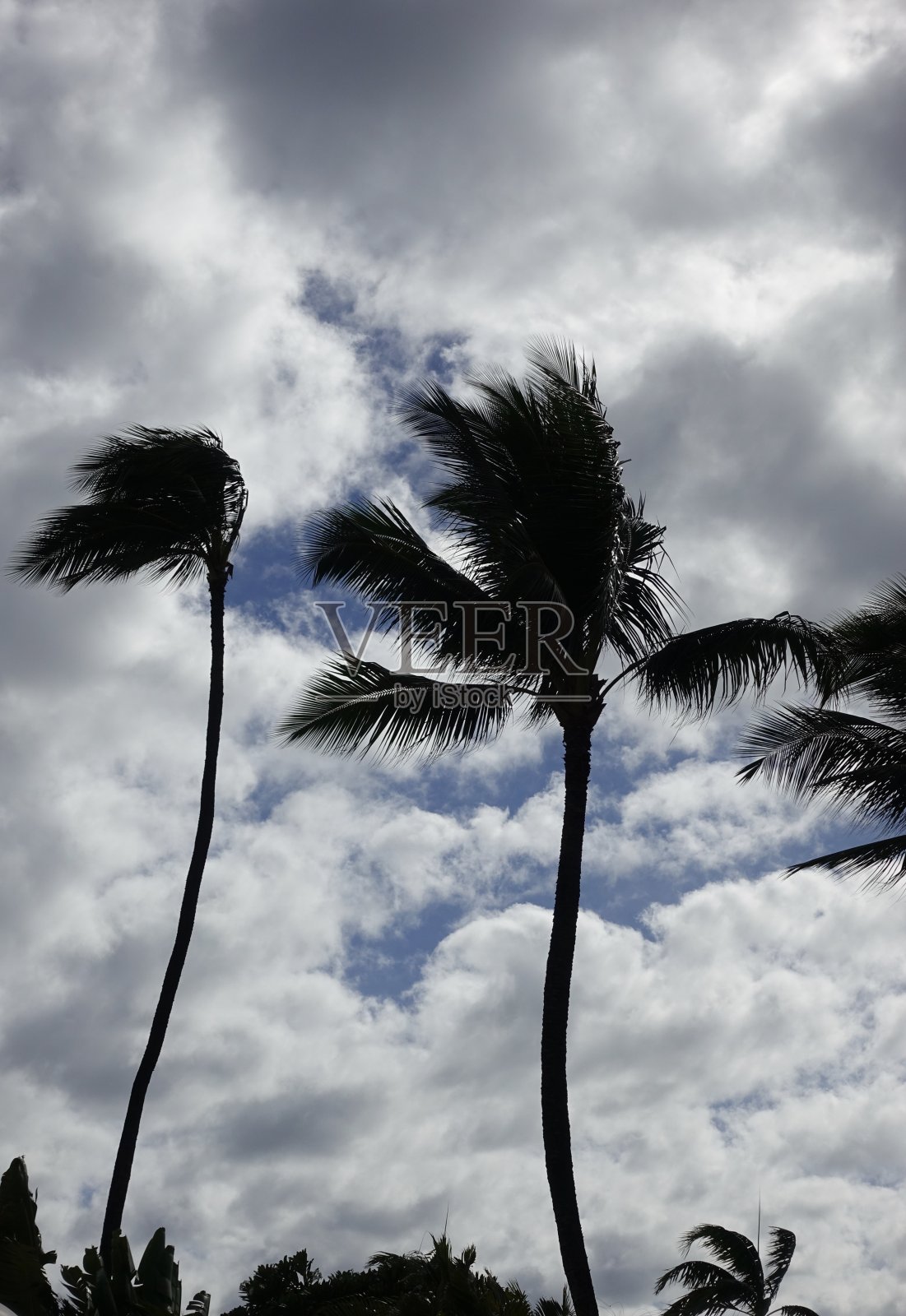 风中的棕榈树照片摄影图片