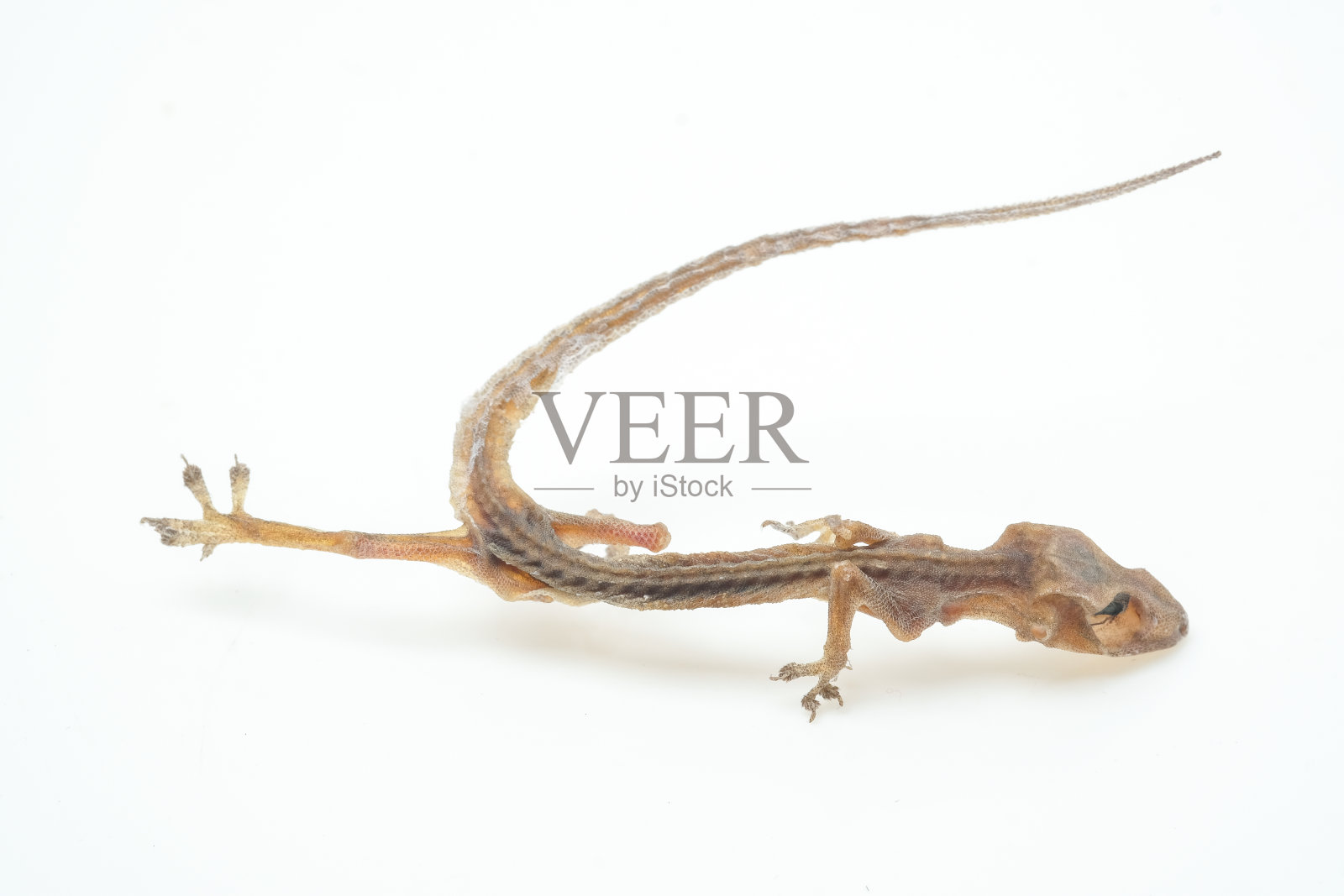 白色背景上的蜥蜴尸体照片摄影图片