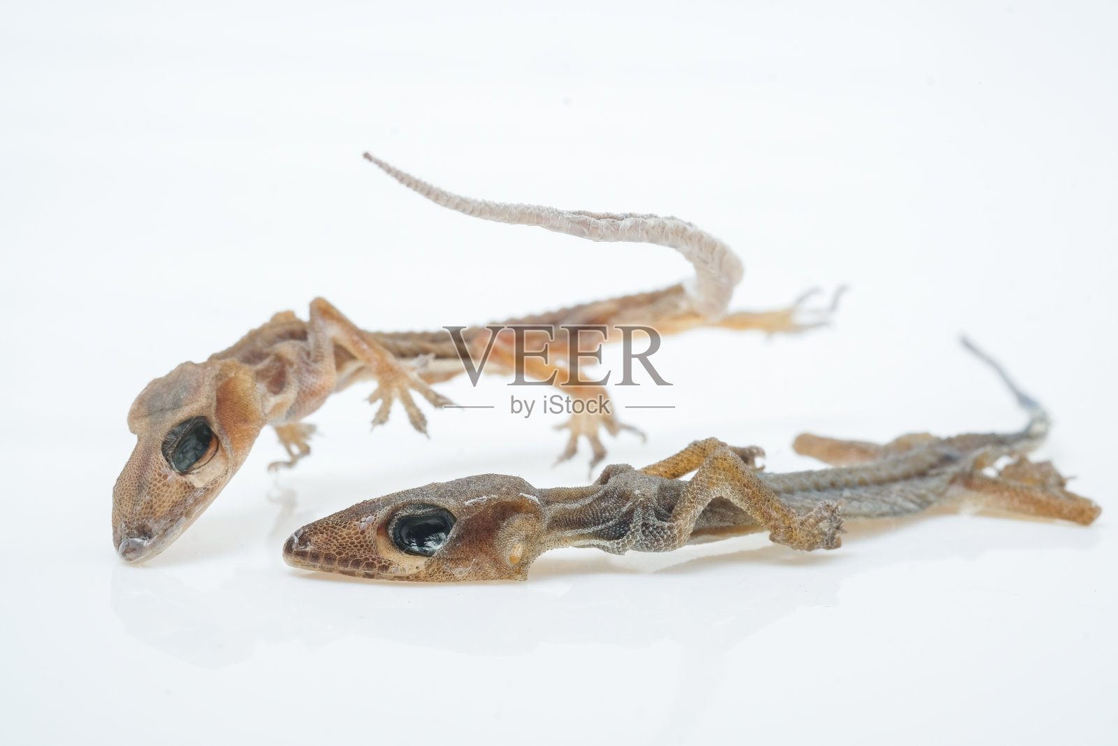 白色背景上的蜥蜴尸体照片摄影图片