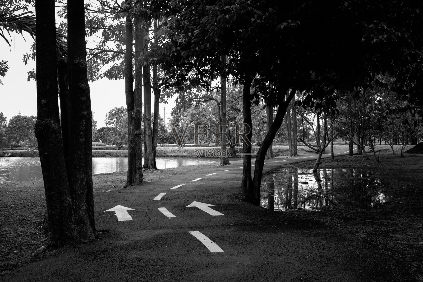 公园内柏油路黑白分明照片摄影图片