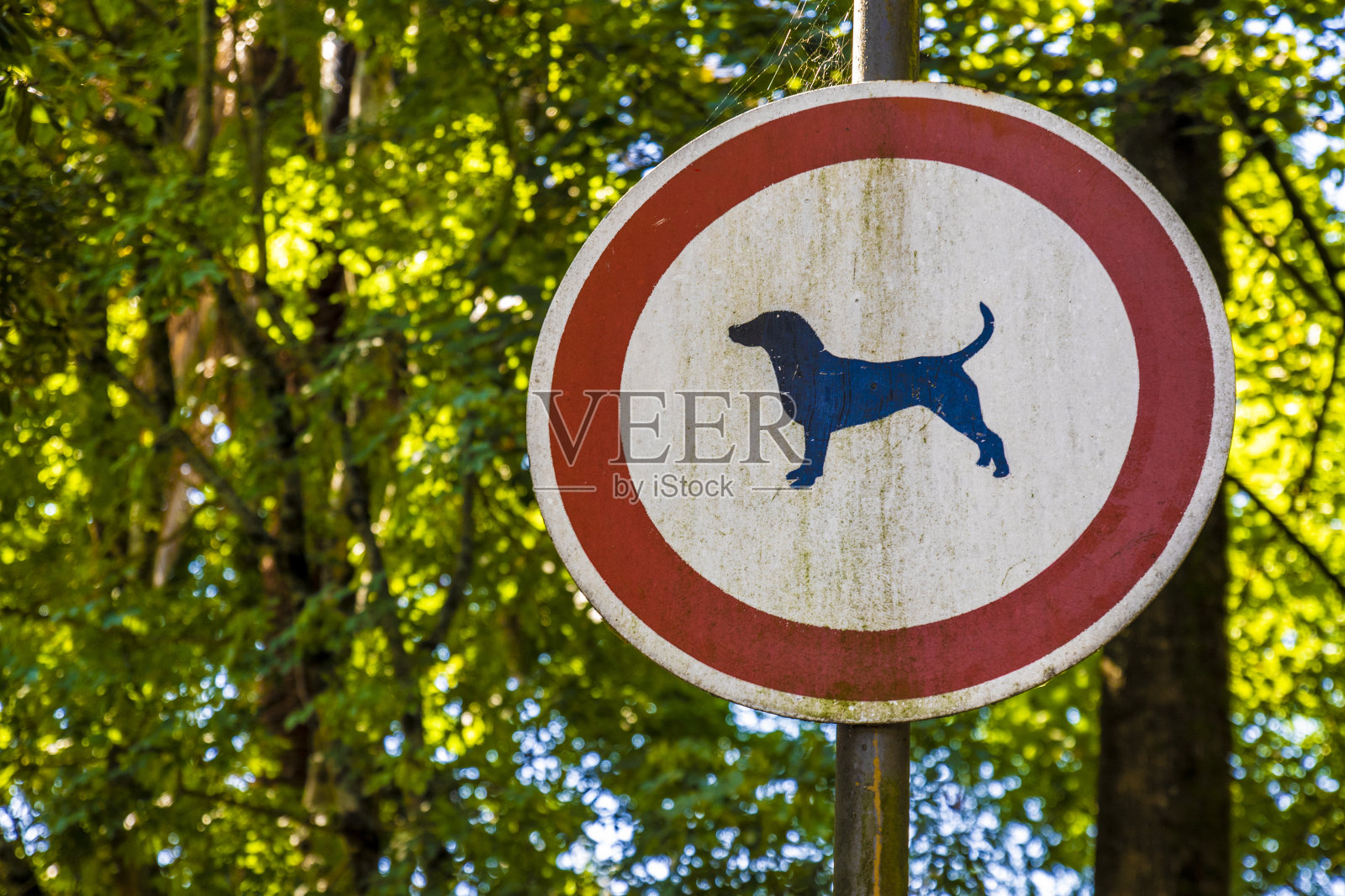 狗不得入照片摄影图片