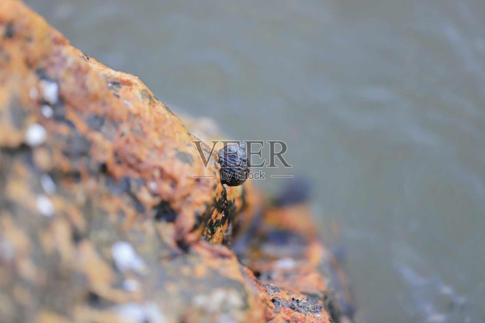 海岸岩石上的一个小贝壳照片摄影图片