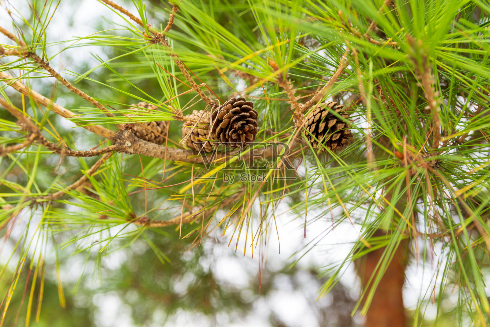 松树照片摄影图片