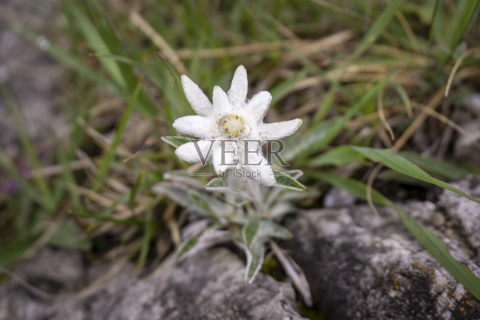 雪绒花保护着塔特拉山脉的稀有花卉。照片摄影图片