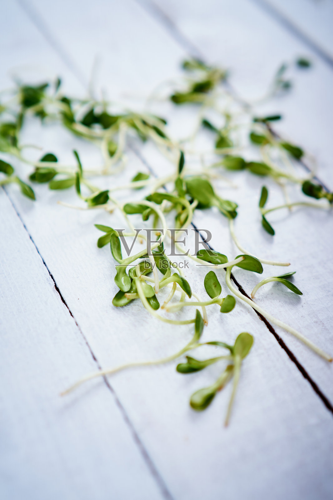 健康的绿色向日葵芽在一张旧的白色木桌上照片摄影图片