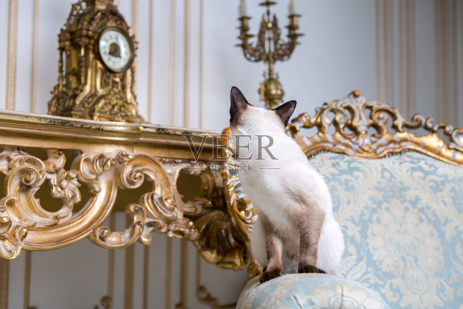 美丽稀有品种猫Mekongsky短尾无尾母宠物猫坐在欧洲建筑内部照片摄影图片