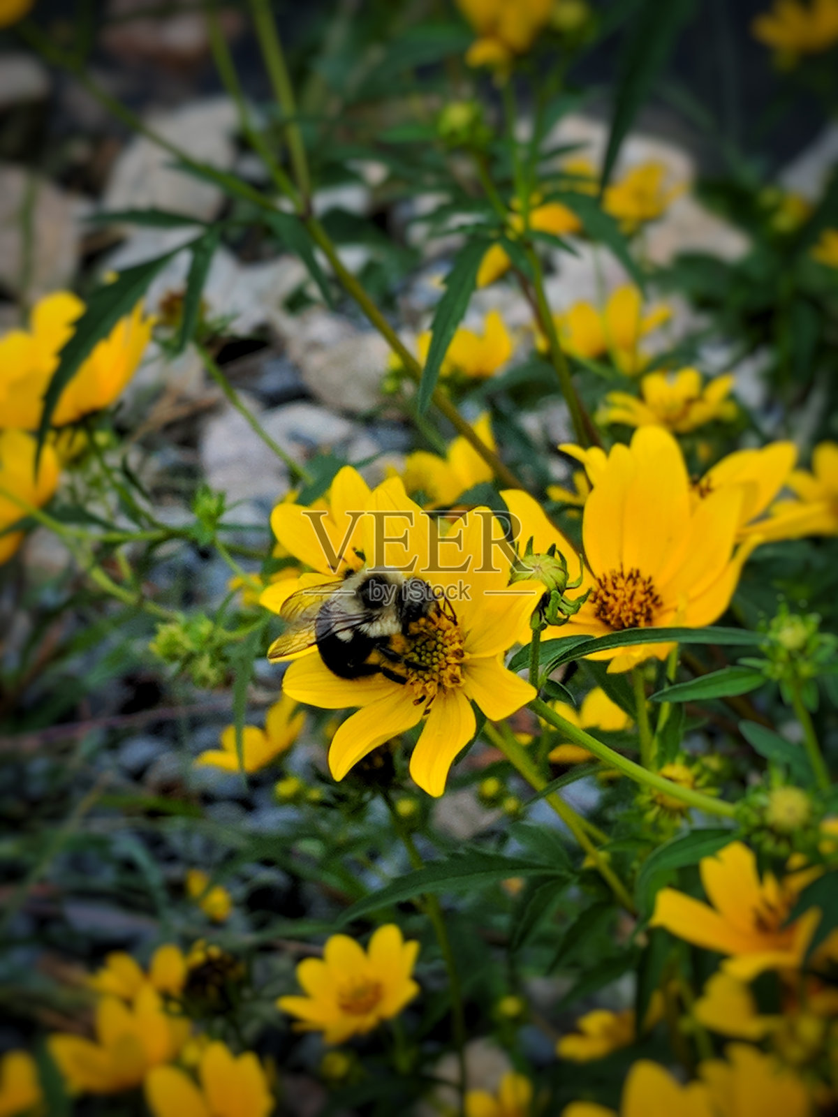 花上的蜜蜂照片摄影图片