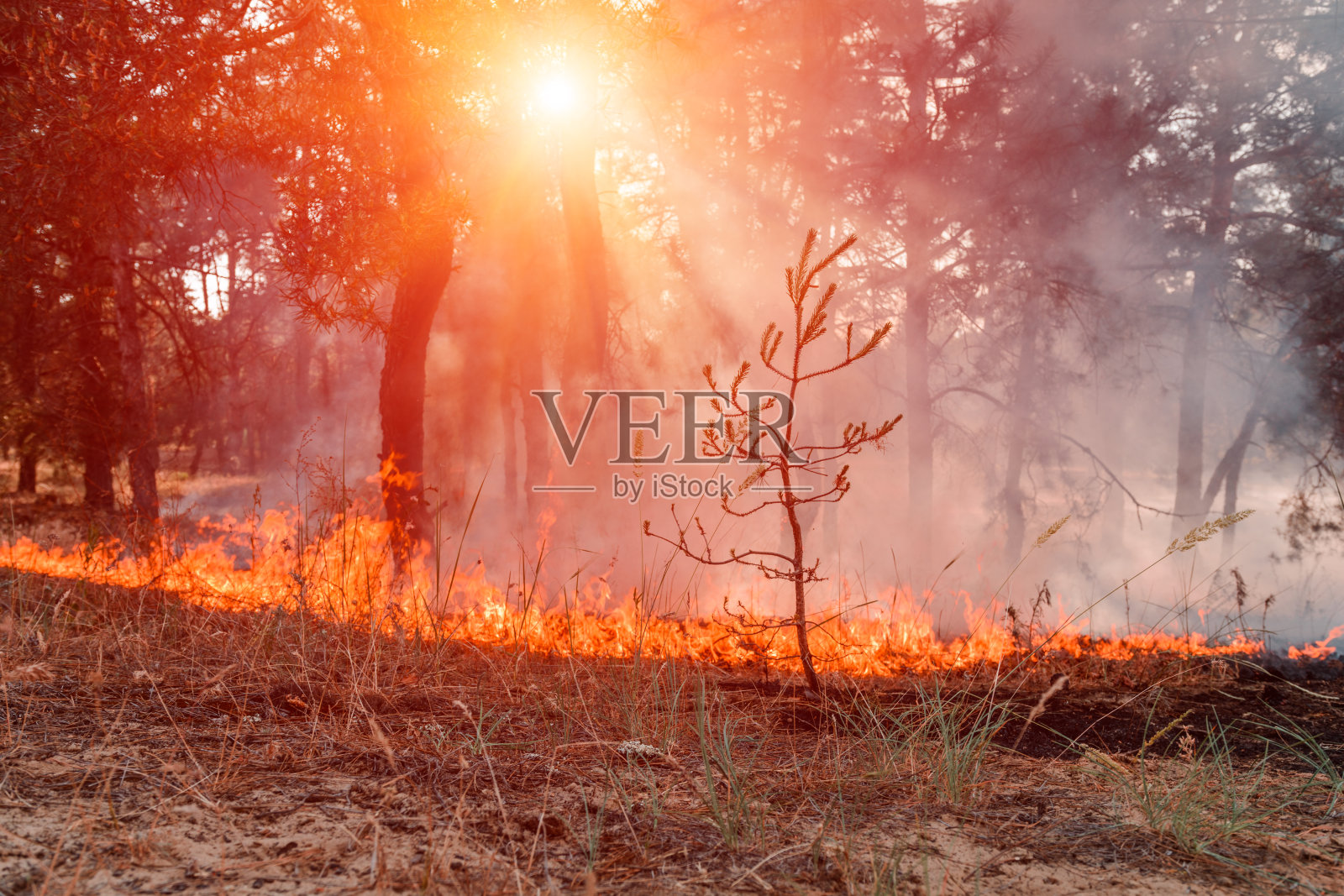 火。野火在日落时分，燃烧着松林中的浓烟和火焰。照片摄影图片