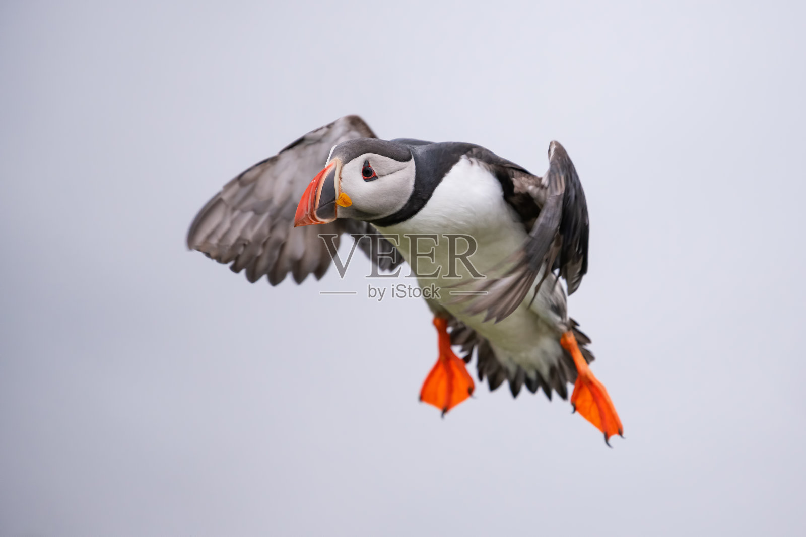 可爱的大西洋海雀在飞行-北极海雀在博格峡湾，冰岛。照片摄影图片
