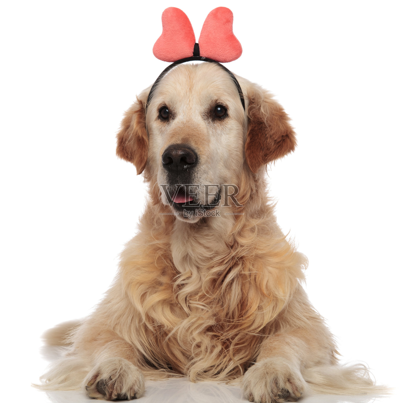 一只头上系着橙色丝带的拉布拉多犬吃惊地歪向一边照片摄影图片