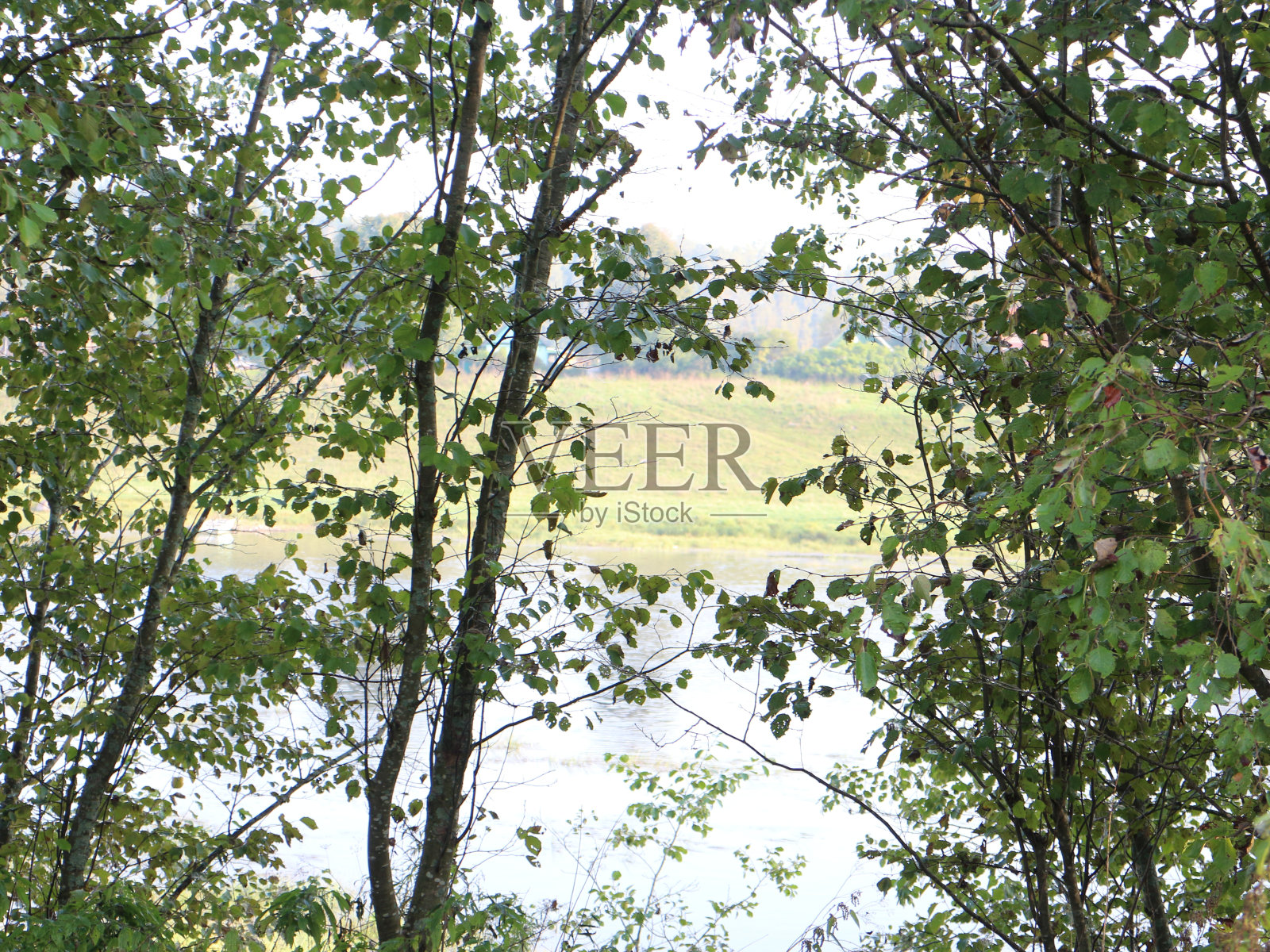 透过树林看到的河流照片摄影图片