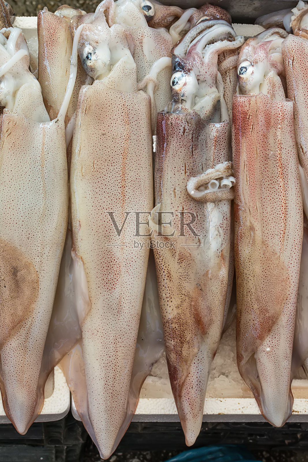 市场上新鲜捕获的鱿鱼照片摄影图片