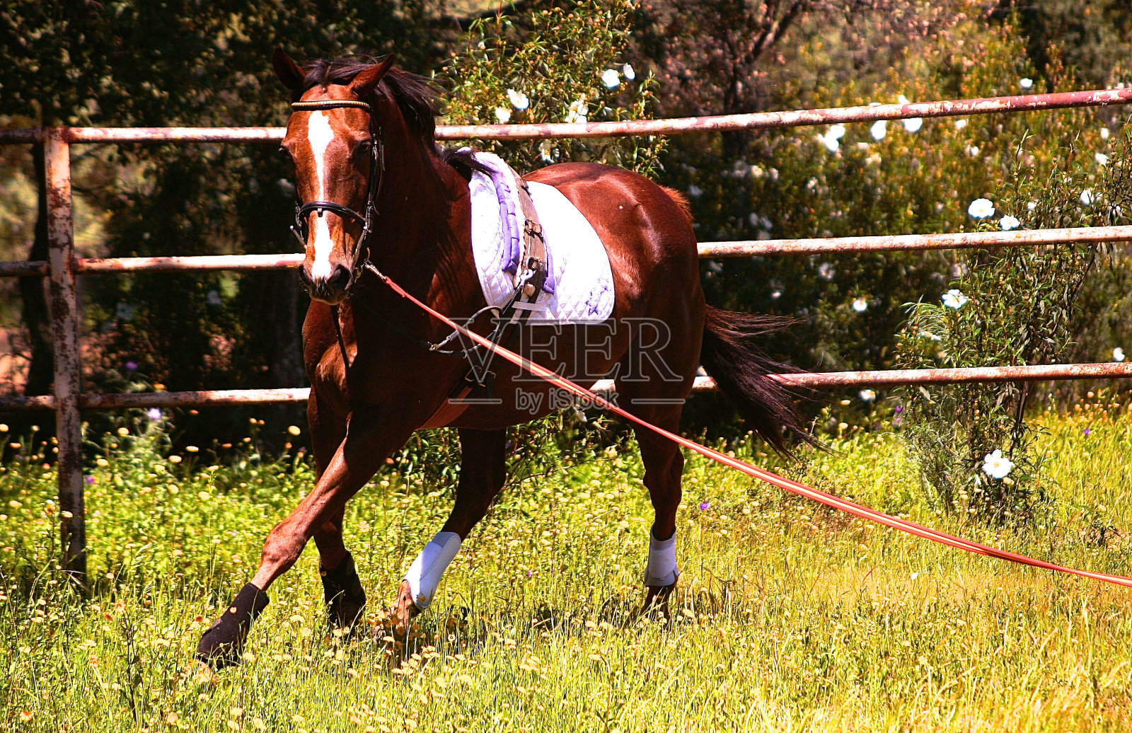 马被猛冲照片摄影图片