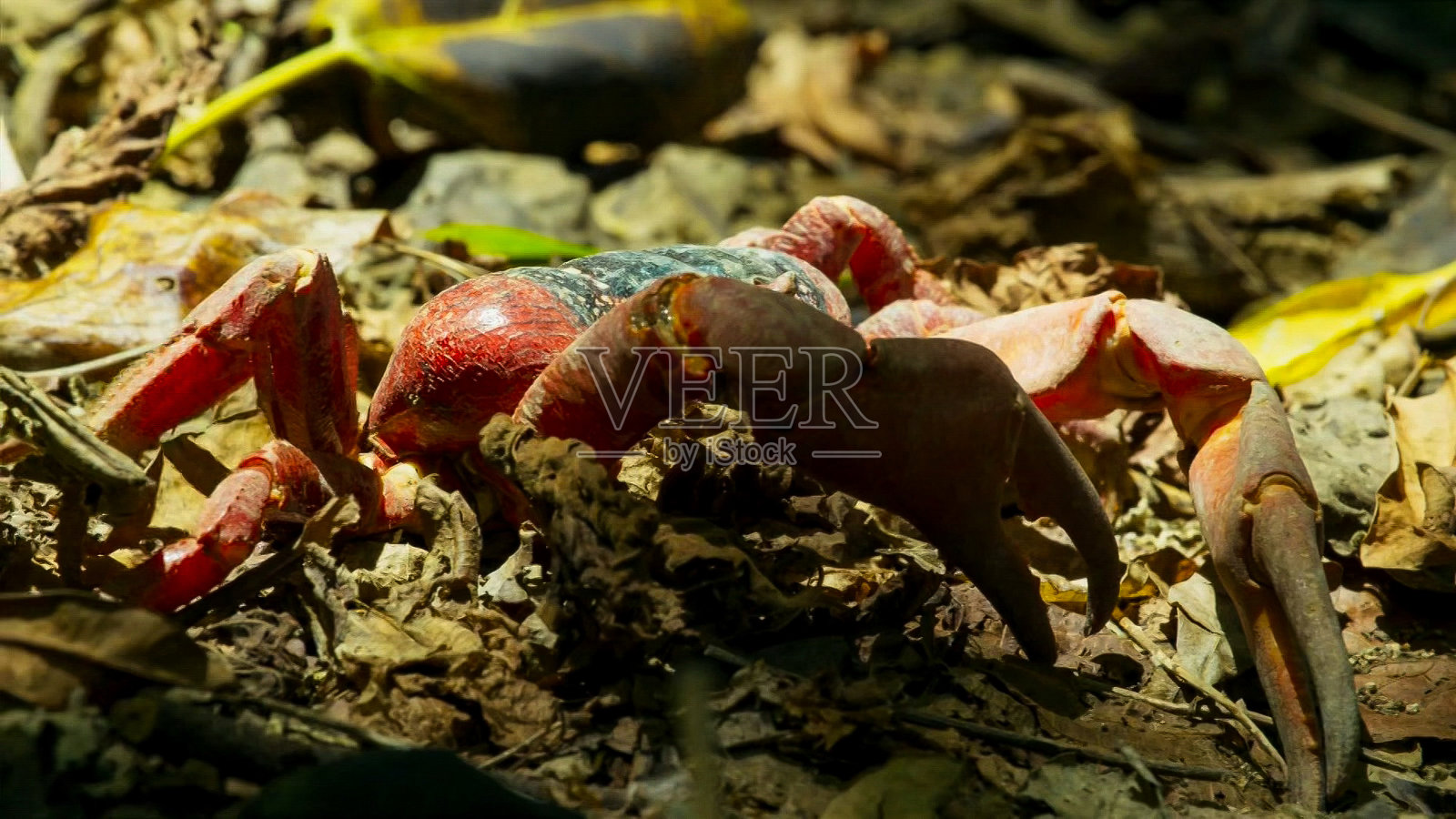 黄疯狂蚂蚁袭击了位于印度洋的澳大利亚领土圣诞岛后，一只红蟹的尸体。照片摄影图片