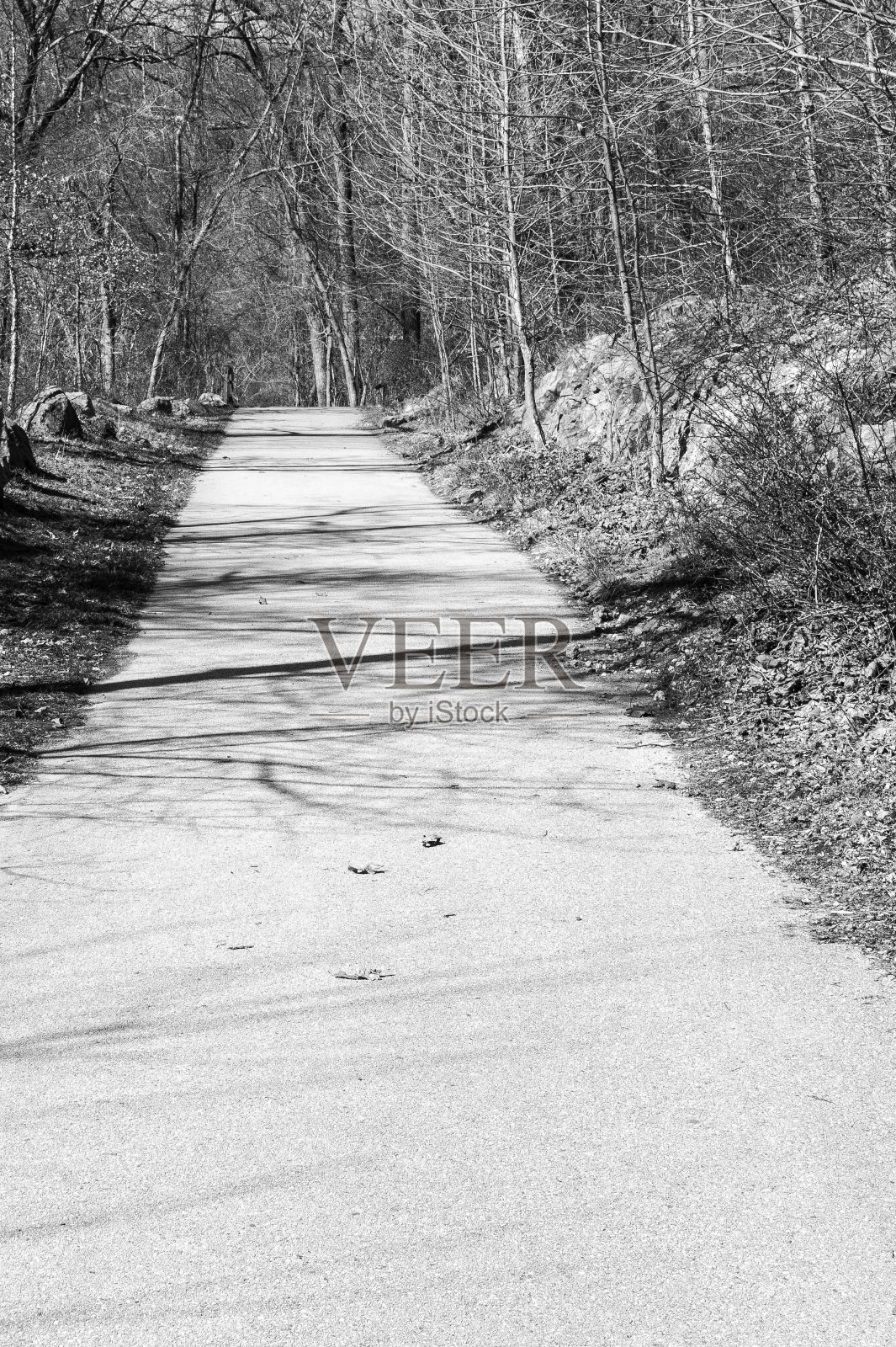 穿过树林的小径照片摄影图片