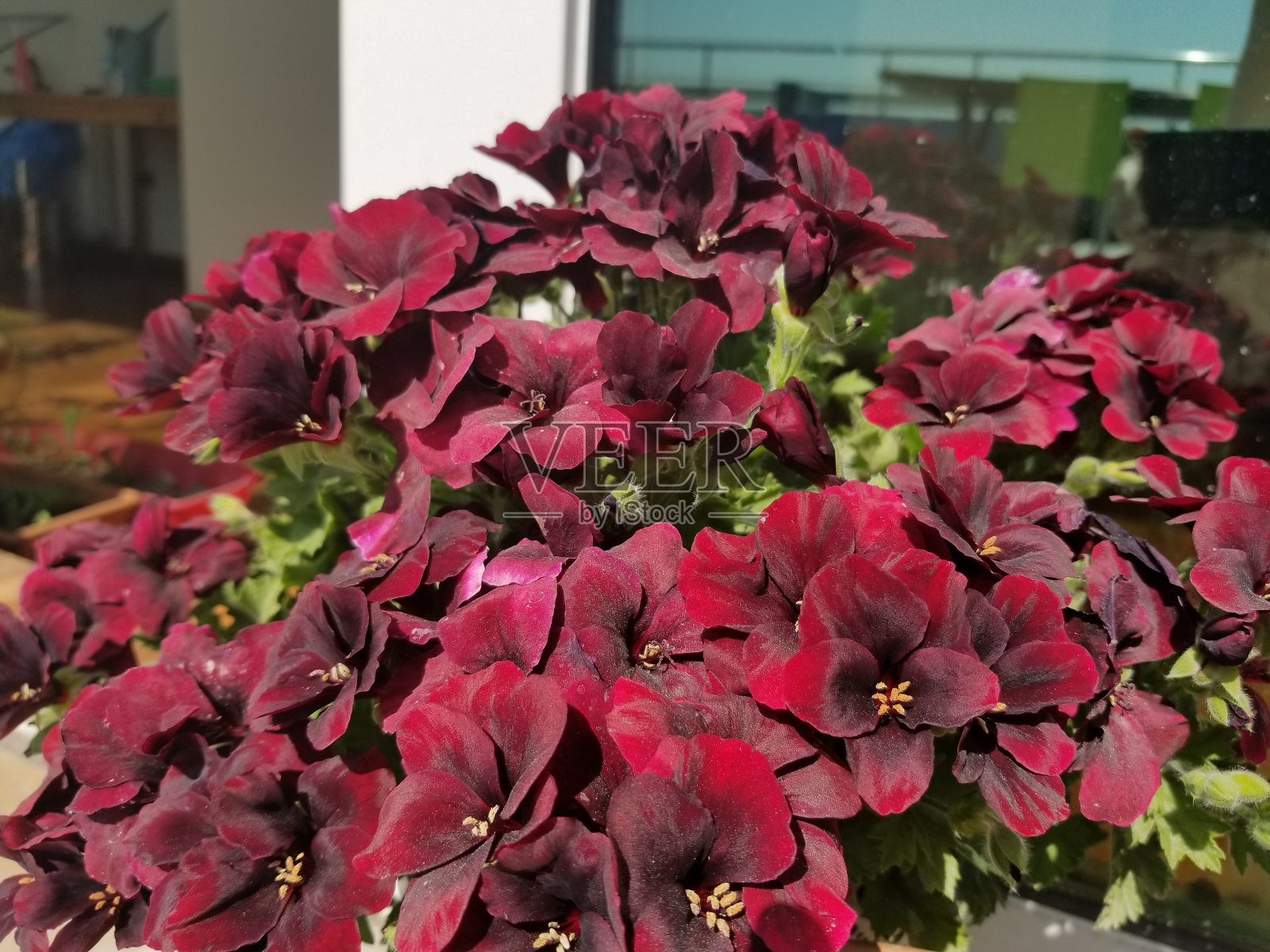 花照片摄影图片