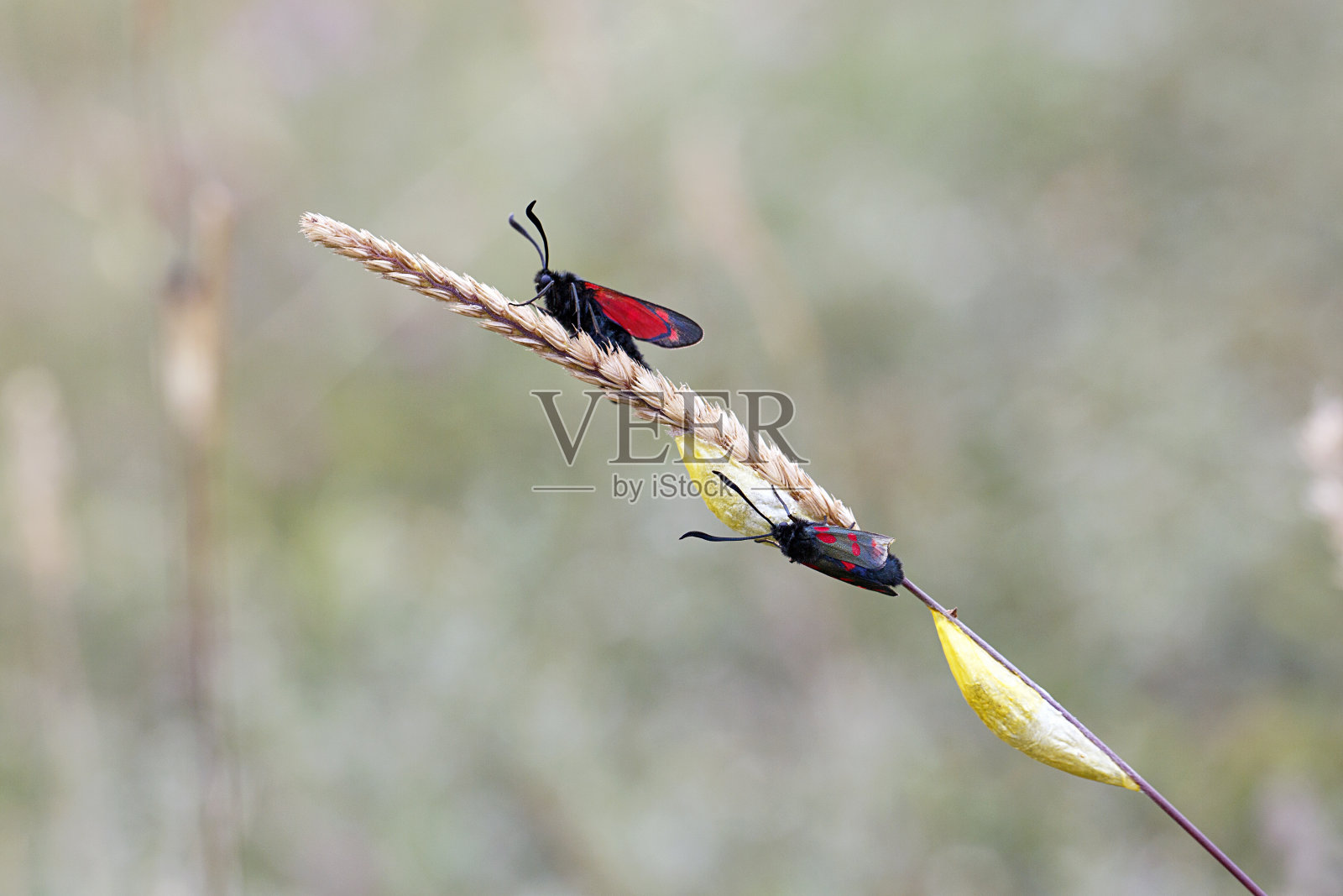 六点伯纳-出现和交配照片摄影图片