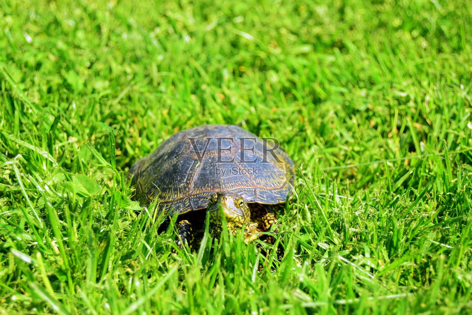 大自然中的海龟照片摄影图片