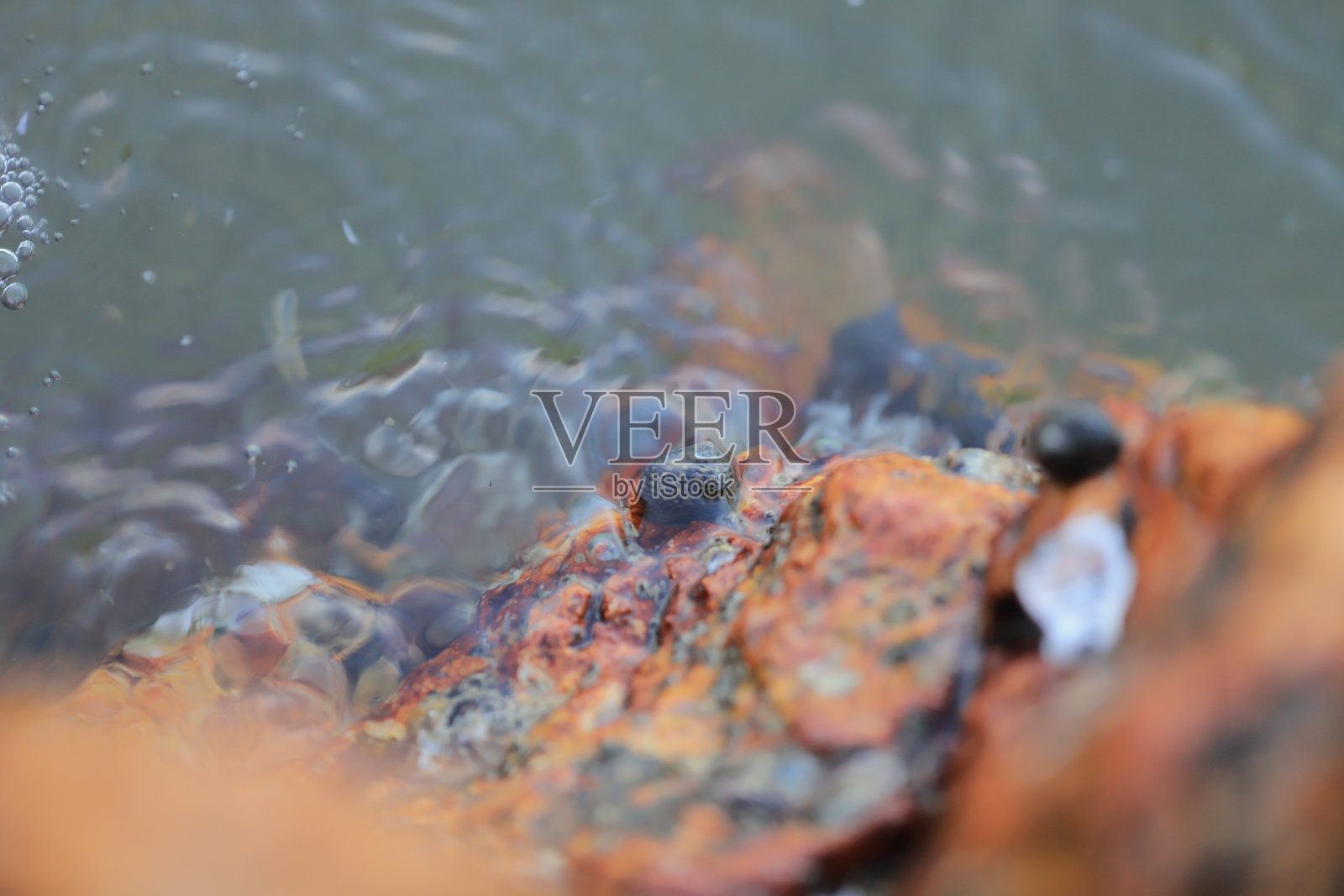 海岸岩石上的一个小贝壳照片摄影图片