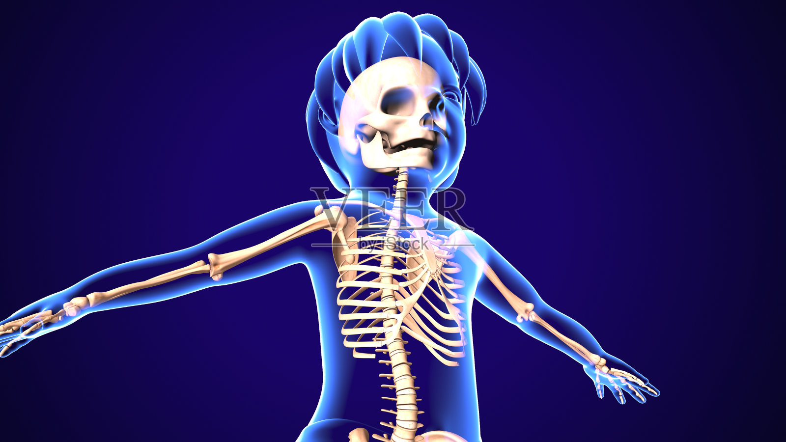 人体婴儿骨骼解剖的3d插图照片摄影图片