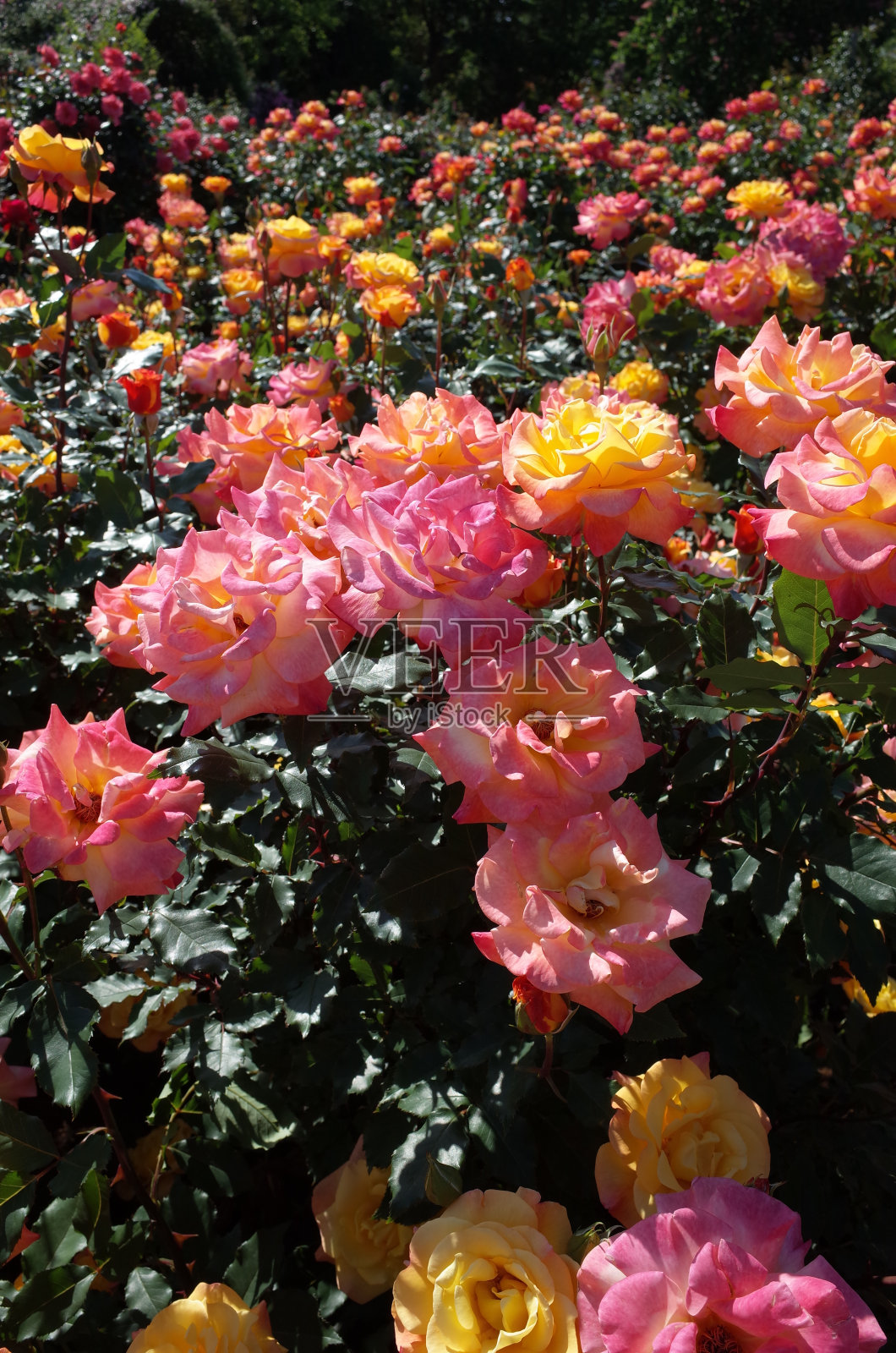 玫瑰黄粉“里约热内卢桑巴舞”照片摄影图片