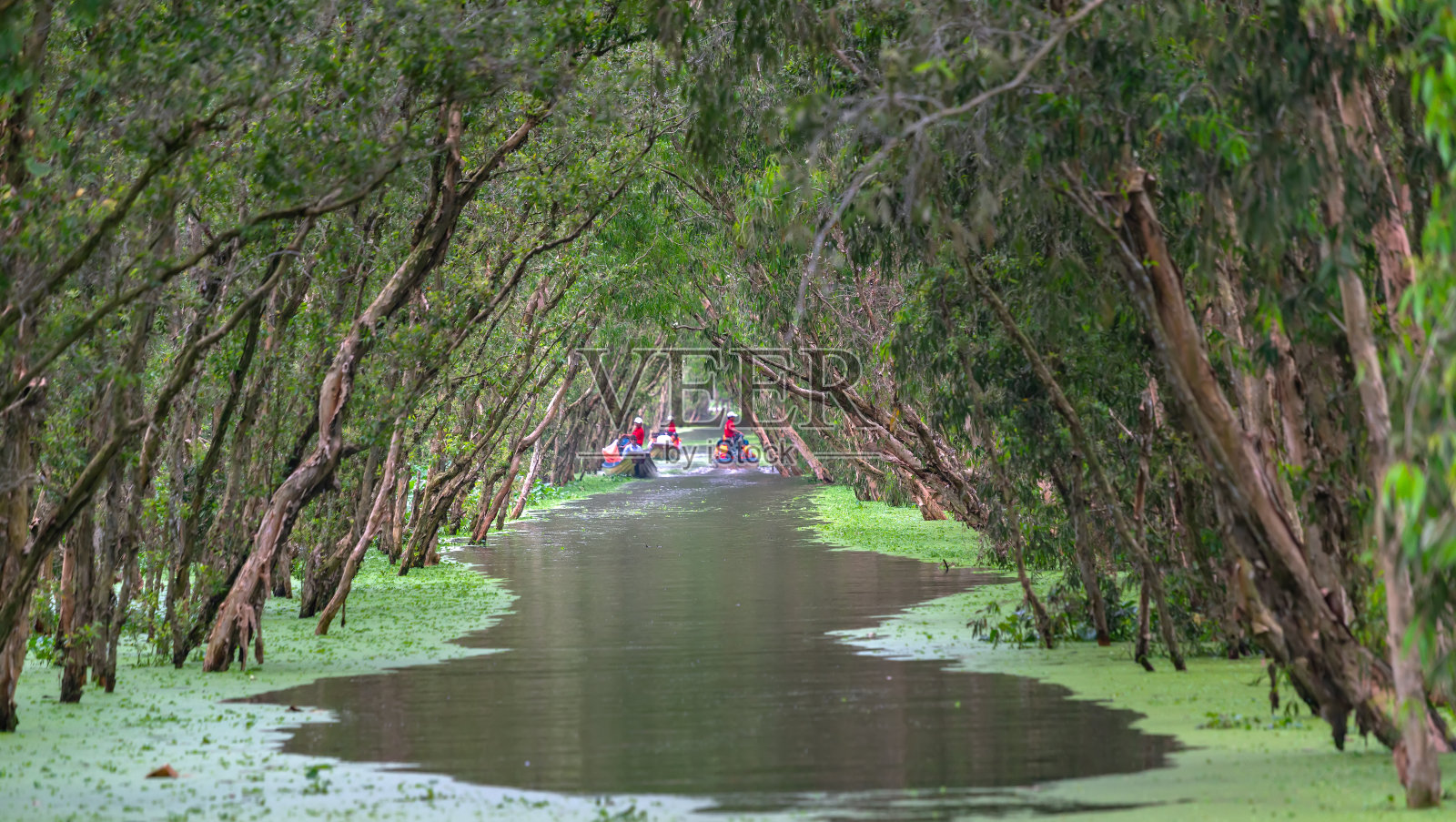 在阳光明媚的早晨，千层林照片摄影图片