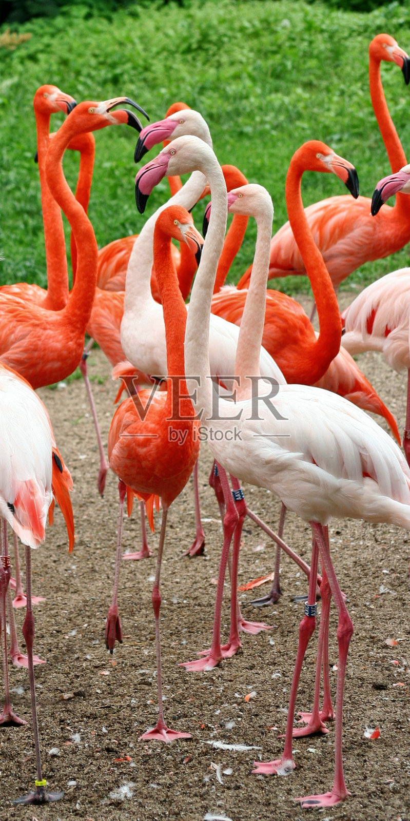 火烈鸟照片摄影图片