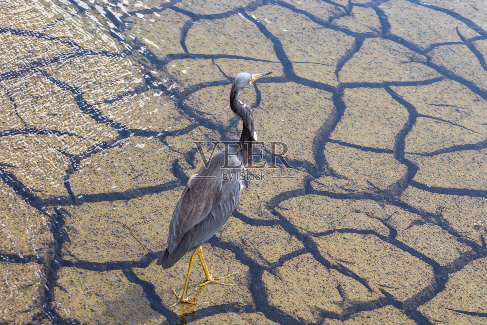 佛罗里达湿地的干裂土地照片摄影图片