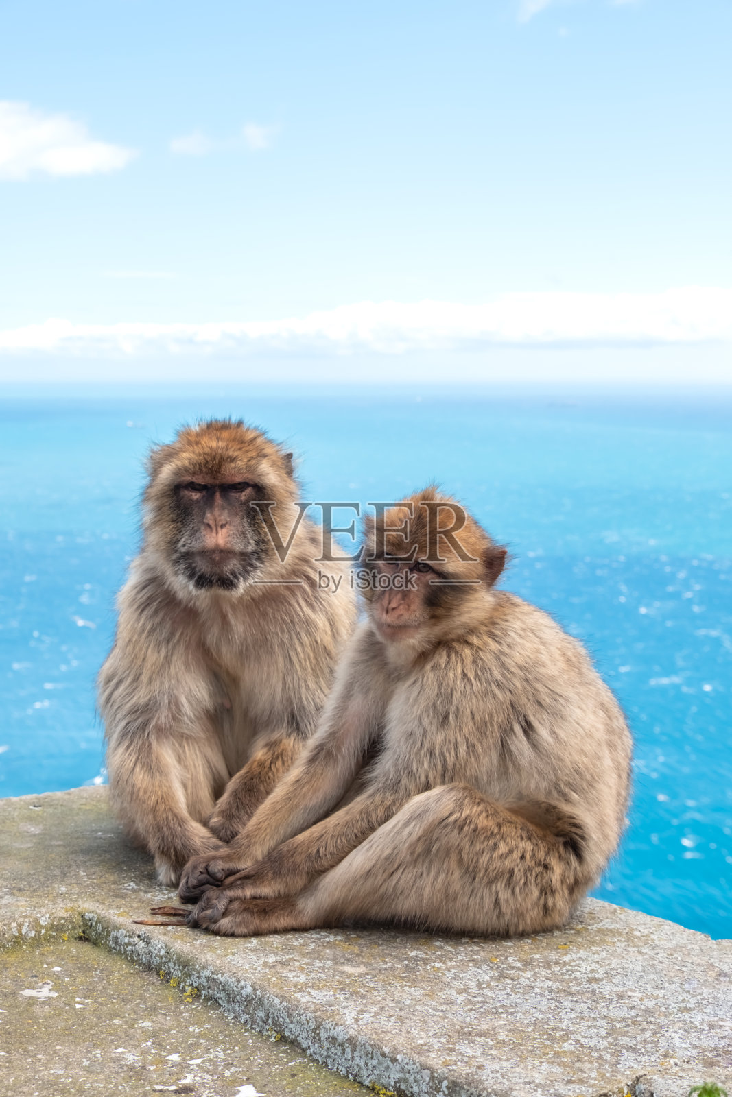 直布罗陀岩的巴巴里猕猴照片摄影图片